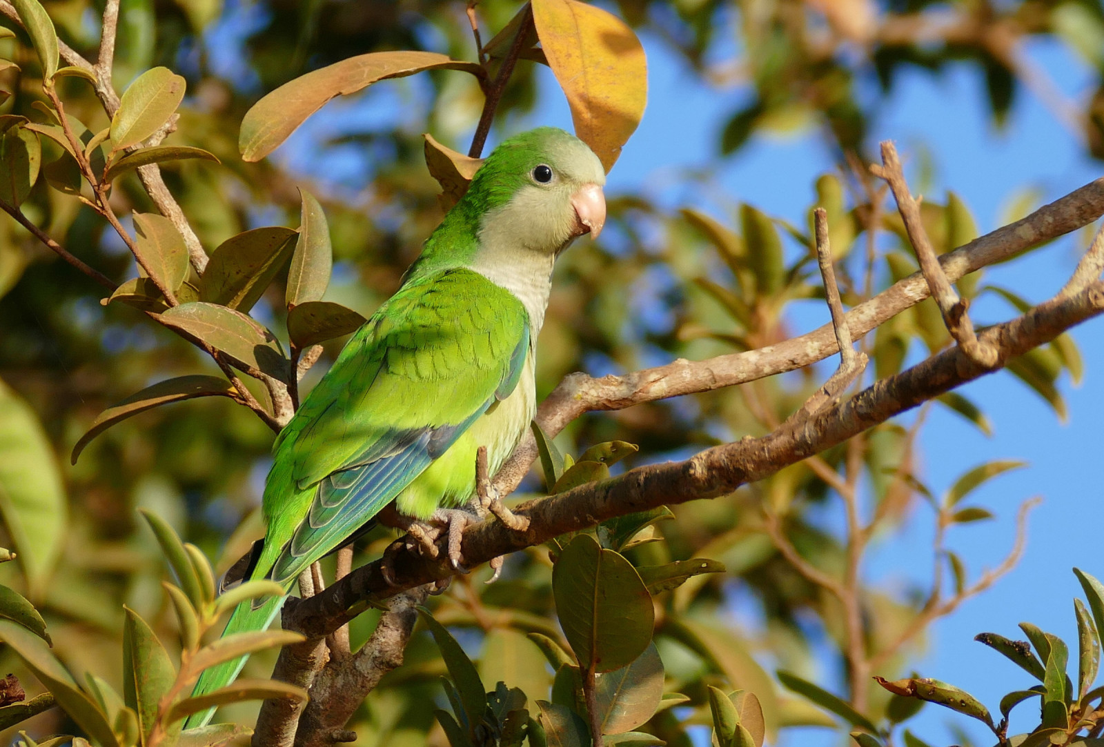 image Monk Parakeet